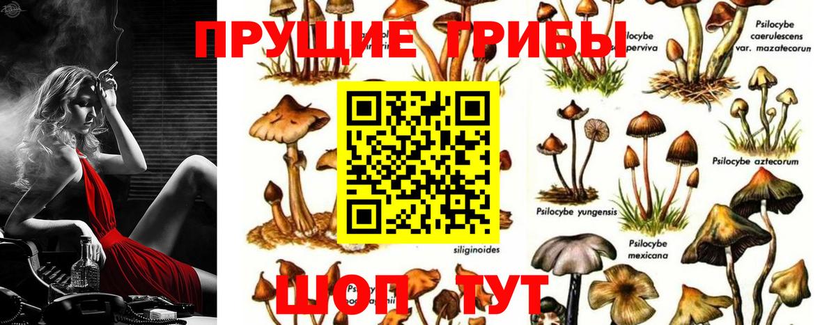Псилоцибиновые грибы мицелий  Вход с VPN  Сегежа  Галлюциногенные грибы мухоморы 